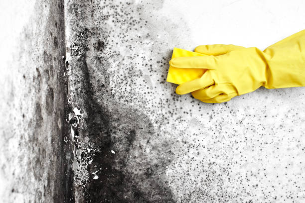 Best Kitchen Mold Remediation in Kettering, OH