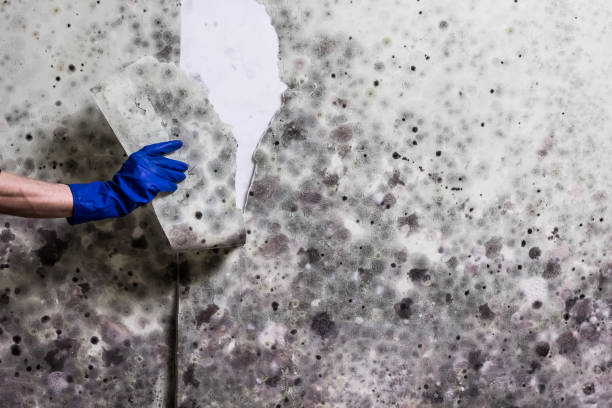 Best Crawl Space Mold Remediation in Kettering, OH