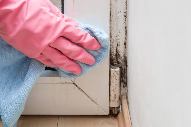 Best Commercial Mold Remediation in Kettering, OH